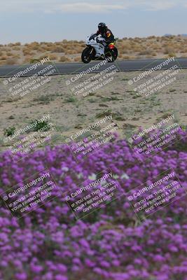 media/Jan-14-2023-SoCal Trackdays (Sat) [[497694156f]]/Turn 14 Exit Bloomig (145pm)/